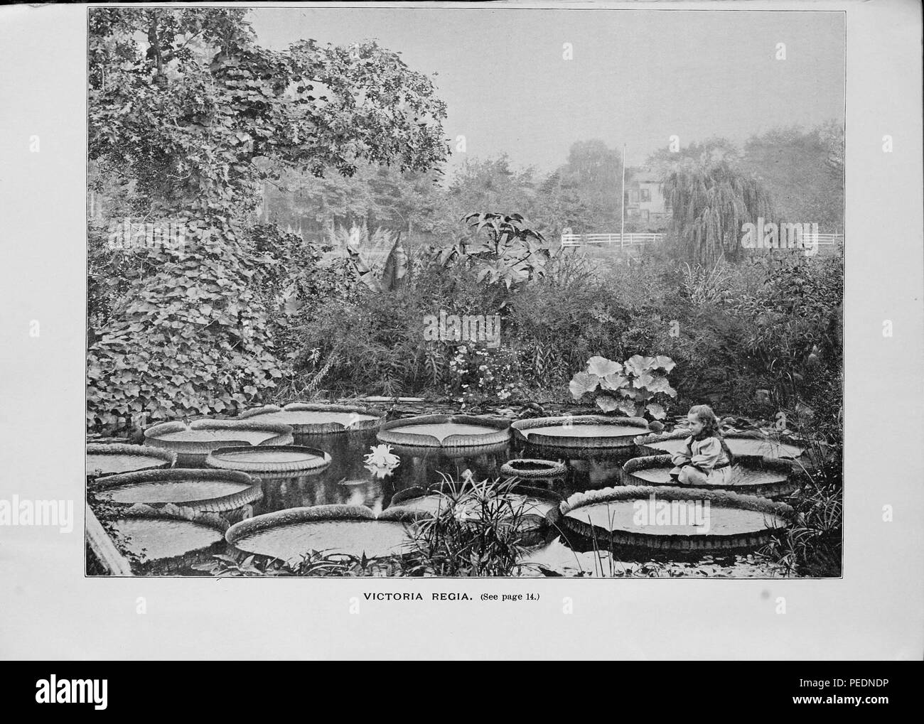 Black and white photograph of giant water lilies (Victoria amazonica) floating in a pond, with further foliage in the background, a small girl sits cross-legged on a lily-pad in the right foreground, captioned 'Victoria Regia, ' photographed at William Tricker and Company Nursery located in Clifton New Jersey, 1895. Courtesy Internet Archive. () Stock Photo
