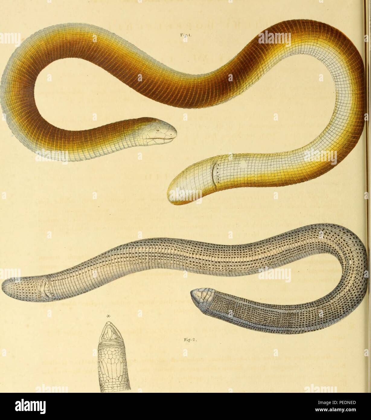 Color print depicting both dorsal and ventral views of a pair of worm lizards, the red worm lizard (Amphisbaena alba) depicted in brown, yellow, and cream (top) and the small head worm lizard (Leposternon microcephalum) depicted in grey and black shades (bottom), 1828. Courtesy Internet Archive. () Stock Photo