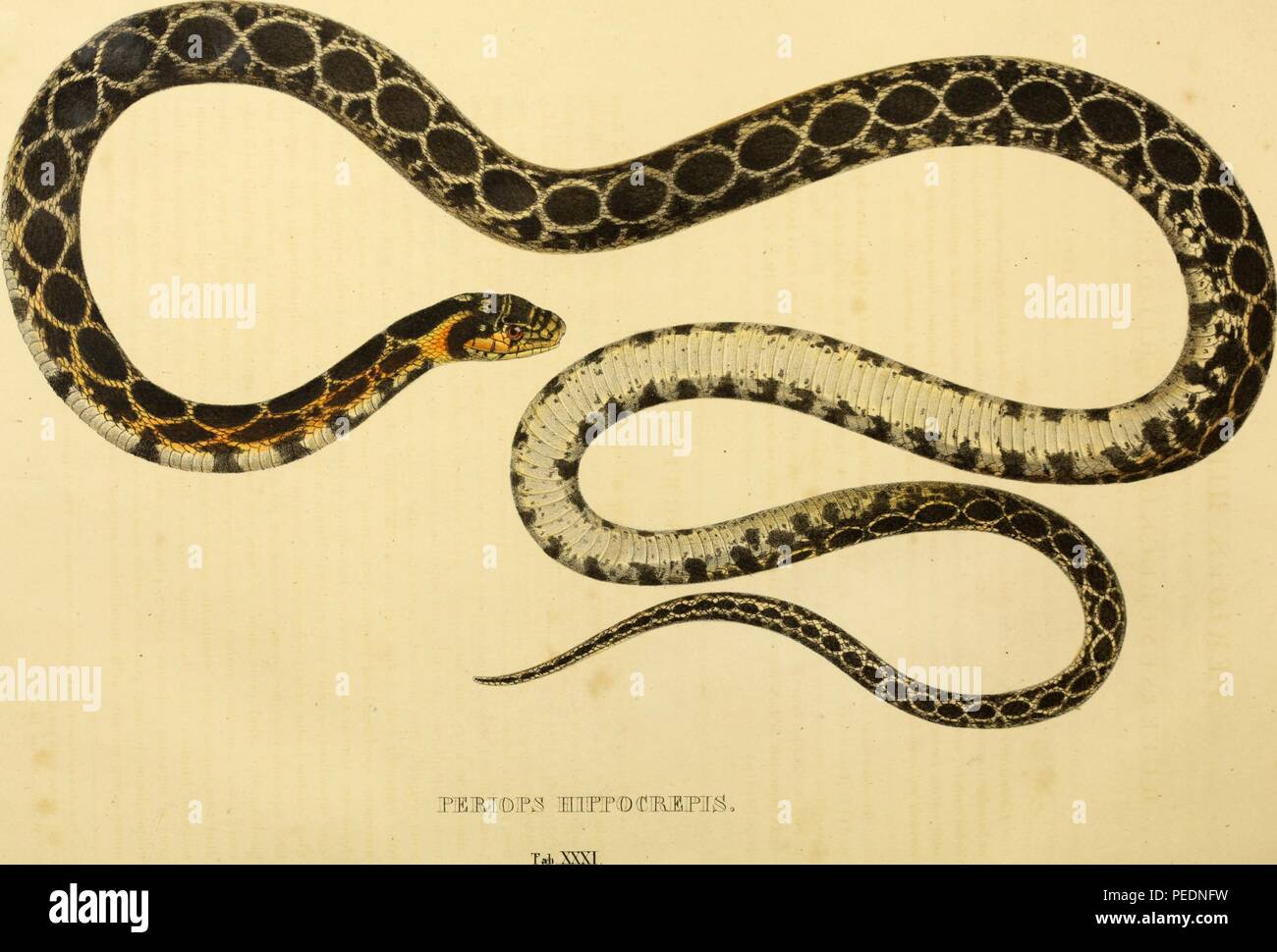 Color print depicting a snake with black, cream, grey, and orange markings, captioned 'Periops Hippocrepis, ' but commonly known as the horseshoe whip snake (Hemorrhois hippocrepis) a species in the family Colubridae which is native to northern Africa and southwestern Europe, 1828. Courtesy Internet Archive. () Stock Photo