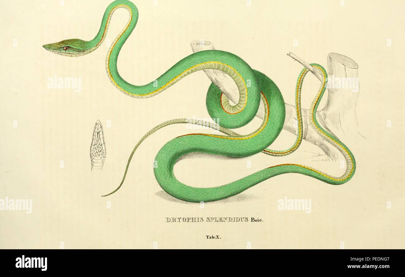 Color print depicting both dorsal and ventral views of a yellow and green snake, captioned 'Dryophis Splendidus' likely the Asian vine snake (Ahaetulla prasina) also termed Gunther's whip snake, Boie's whip snake, or the Oriental whip snake, from Johann Wagler's 'Descriptiones et Icones Amphibiorum', 1828. Courtesy Internet Archive. () Stock Photo