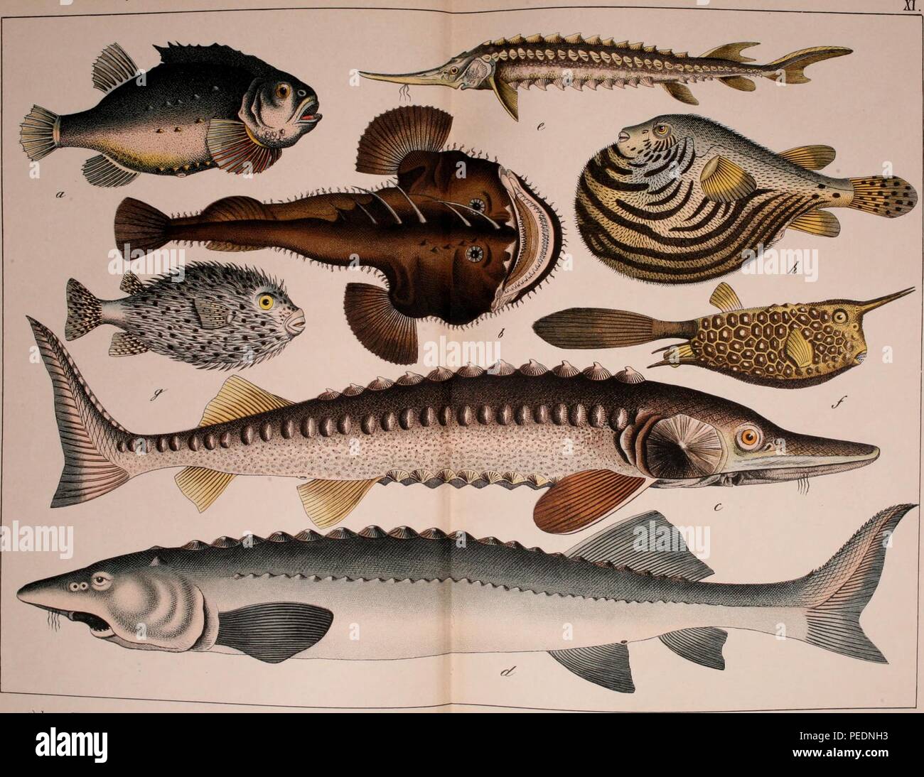 Color print depicting eight fish including, a) Lump Fish (Cyclopterus lumpus) b) Angler or Monkfish (Lophius piscatorius) c) Atlantic sturgeon (Acipenser oxyrinchus oxyrinchus) d) European sea sturgeon (Acipenser sturio) e) sterlet (Acipenser ruthenus) f) Longhorn cowfish (Lactoria cornuta) g) spot-fin porcupinefish (Diodon hystrix) and h) the stellate puffer, starry puffer, or starry toadfish (Arothron stellatus), 1889. Courtesy Internet Archive. () Stock Photo