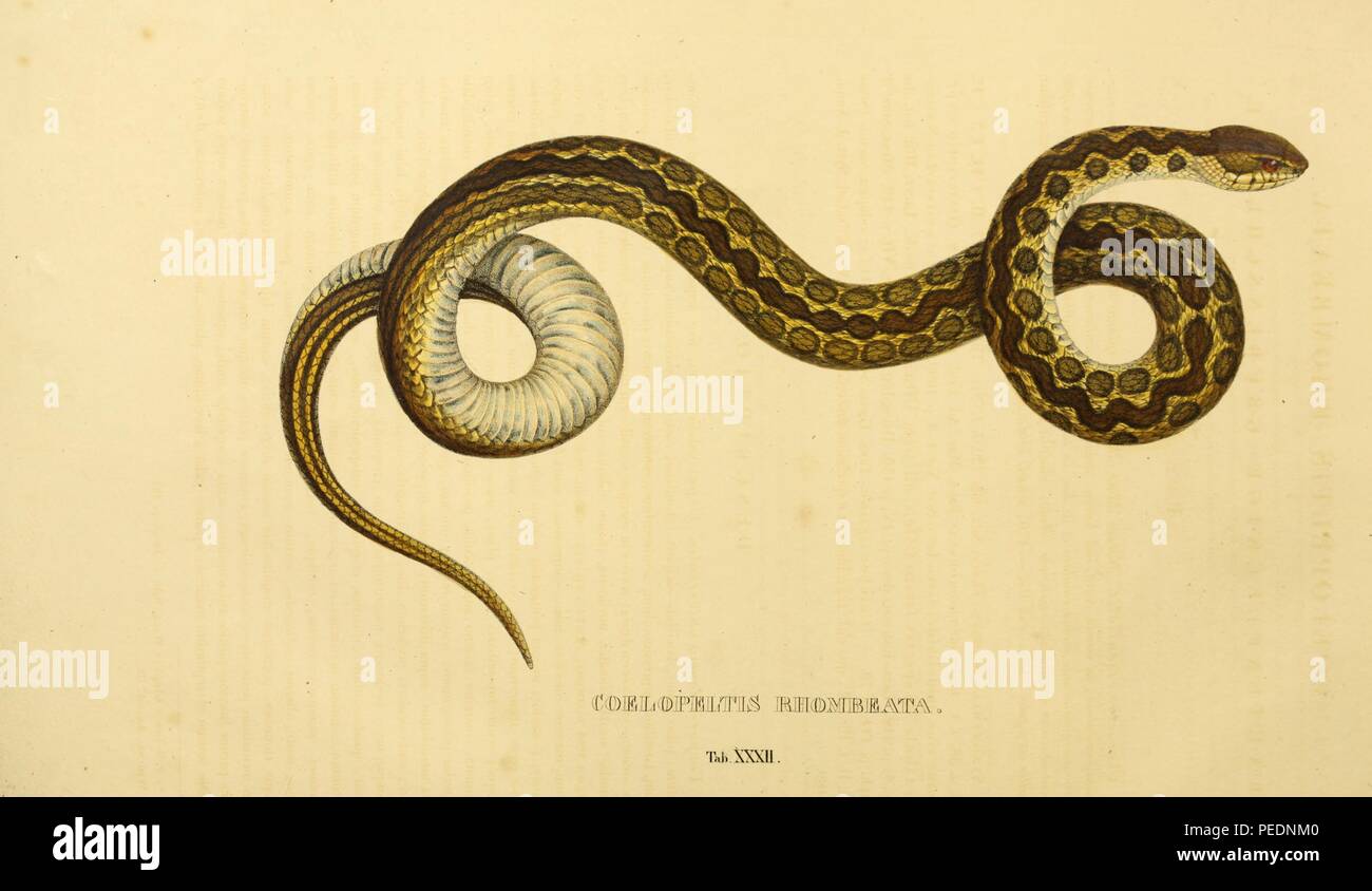 Snake print hi-res stock photography and images - Alamy