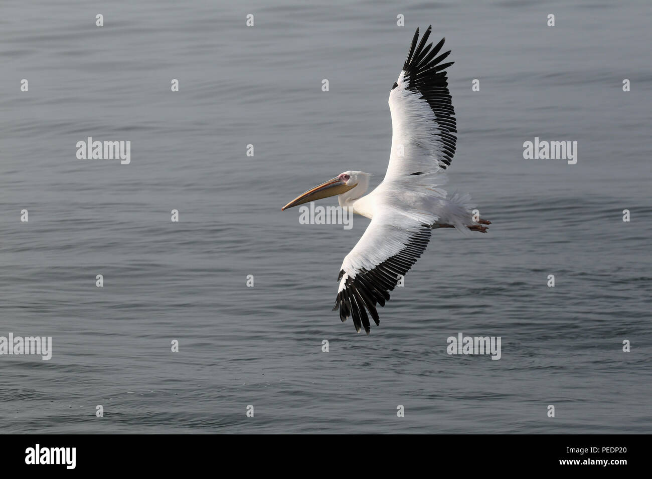 Great white pelican (Pelecanus onocrotalus) flying low over the sea in Walvis Bay, Namibia. Stock Photo