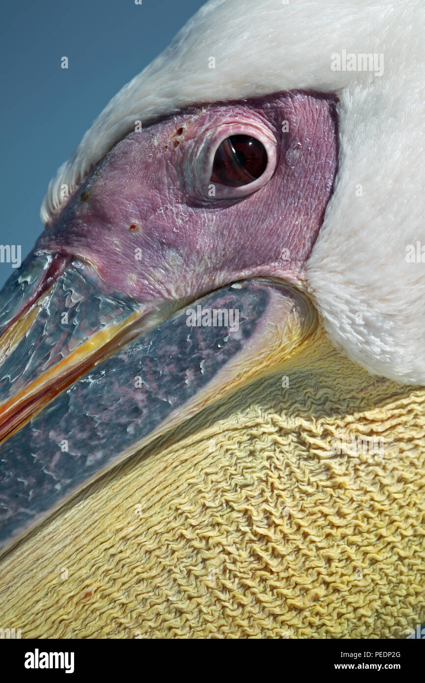 Portrait of a great white pelican (Pelecanus onocrotalus), Walvis Bay, Namibia. Stock Photo