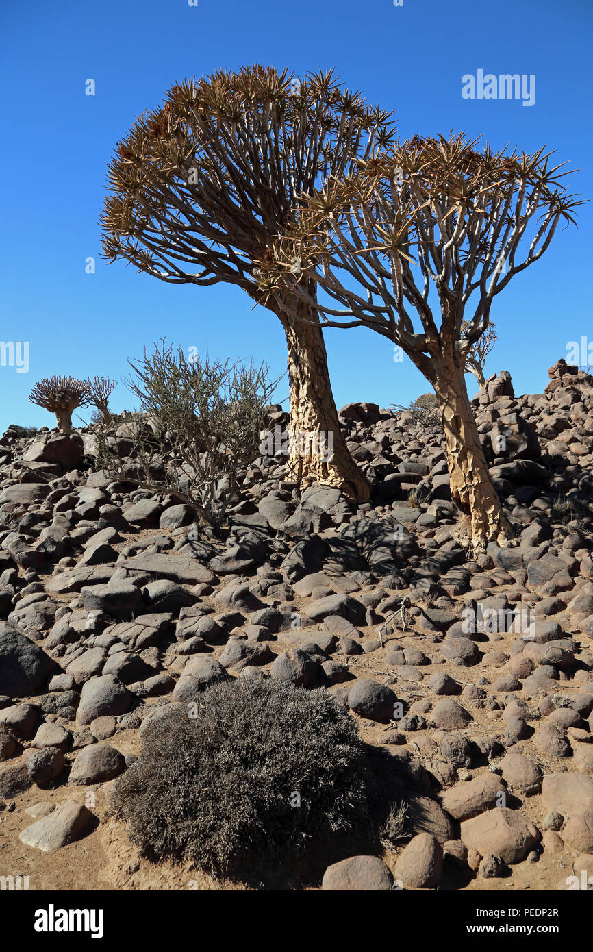 Quiver trees ((Aloidendron dichotomum) growing amongst Dolerite rock near Keetmanshoop, Namibia. Stock Photo