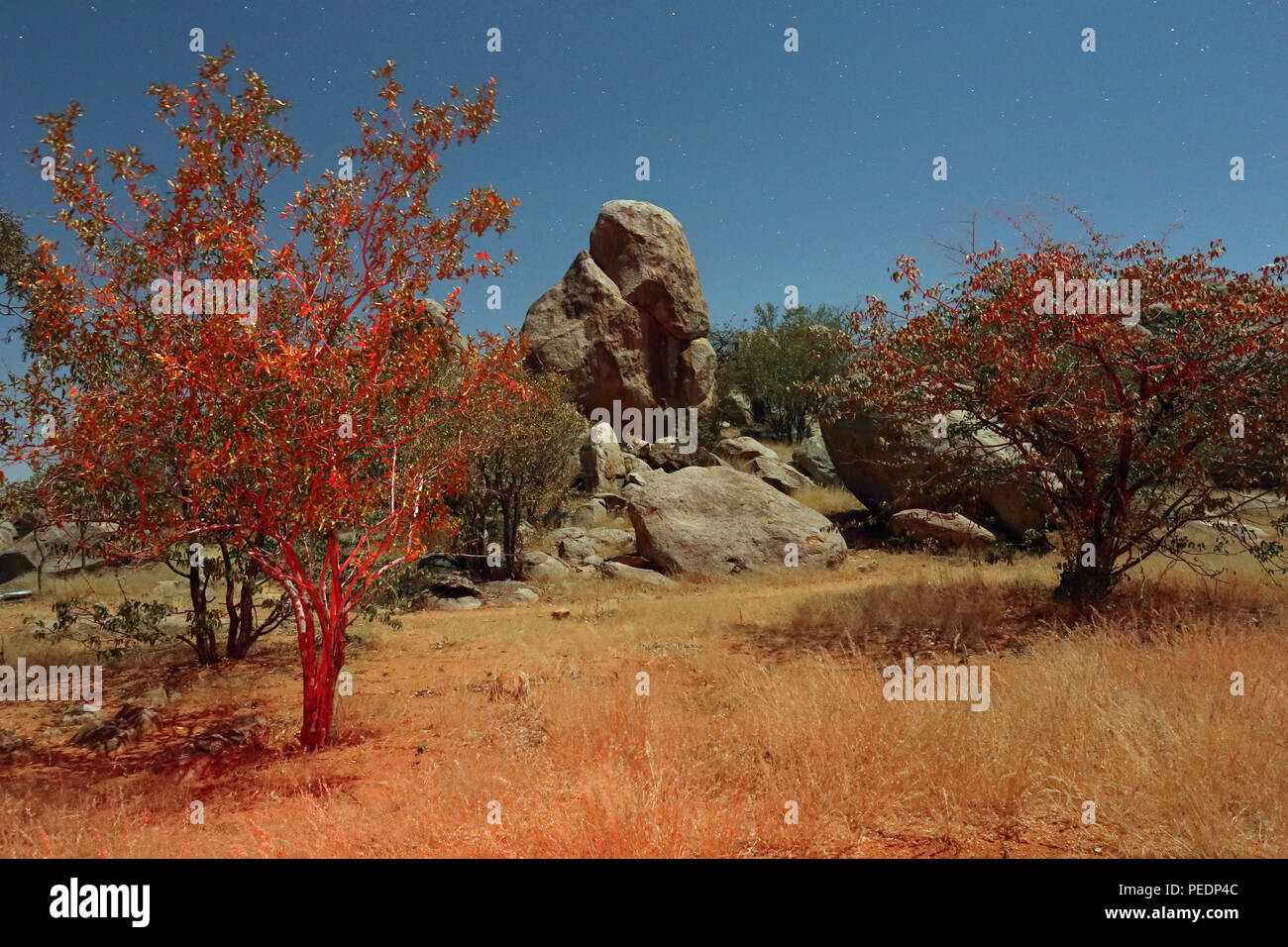 A moonlit granite outcrop rises between mopani trees, Hoada campsite, Damaraland, Namibia. Red foliage created using a red LED torch and long exposure. Stock Photo