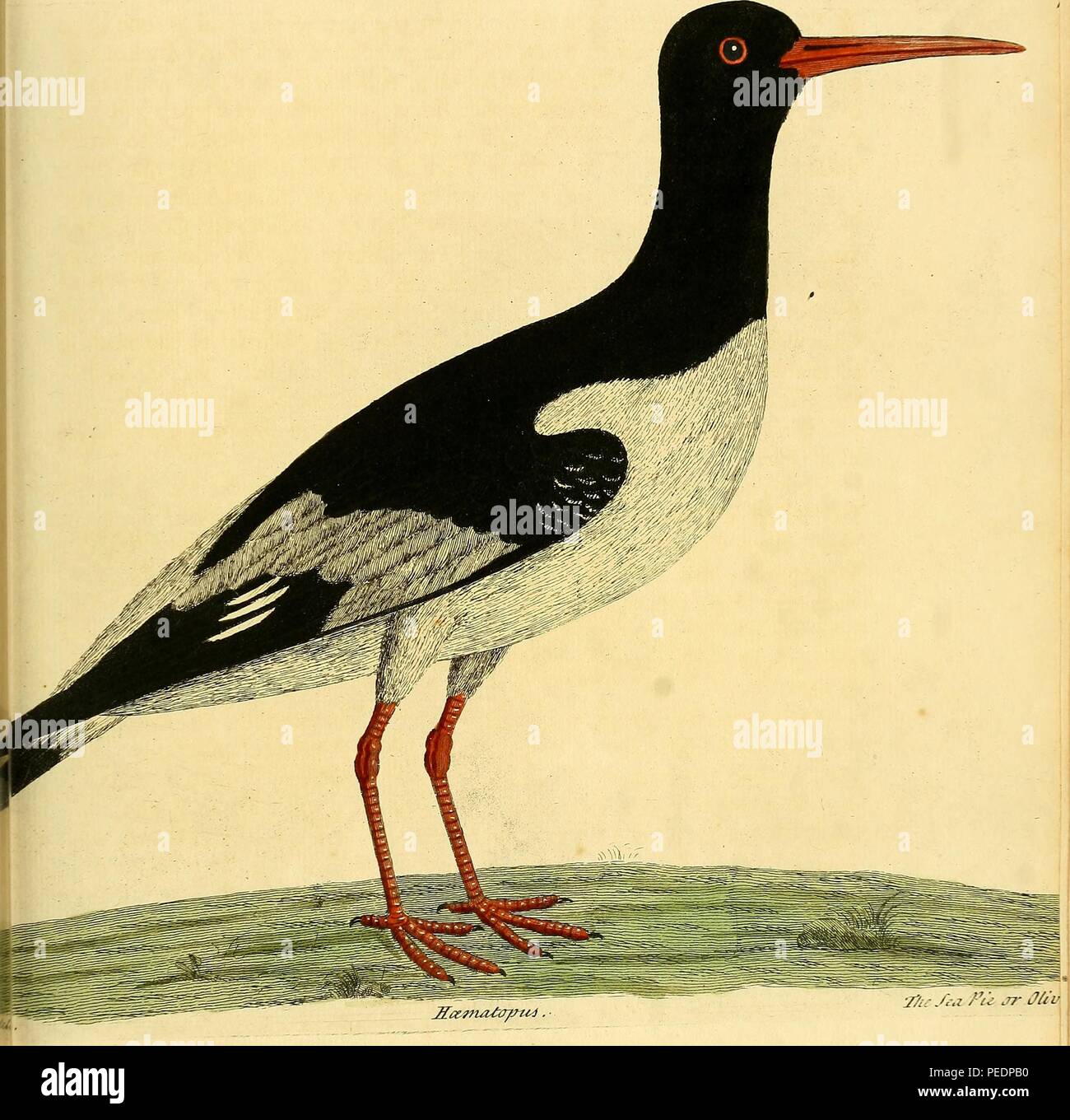 Color print of an Oystercatcher (Haematopus ostralegus) also known as the Eurasian oystercatcher, Common pied oystercatcher, or Palaearctic oystercatcher, with black and white plumage and a long, bright red bill, published in 'A Natural History of Birds: illustrated with a hundred and one copper plates, curiously engraven from the life', 1734. Courtesy Internet Archive. () Stock Photo