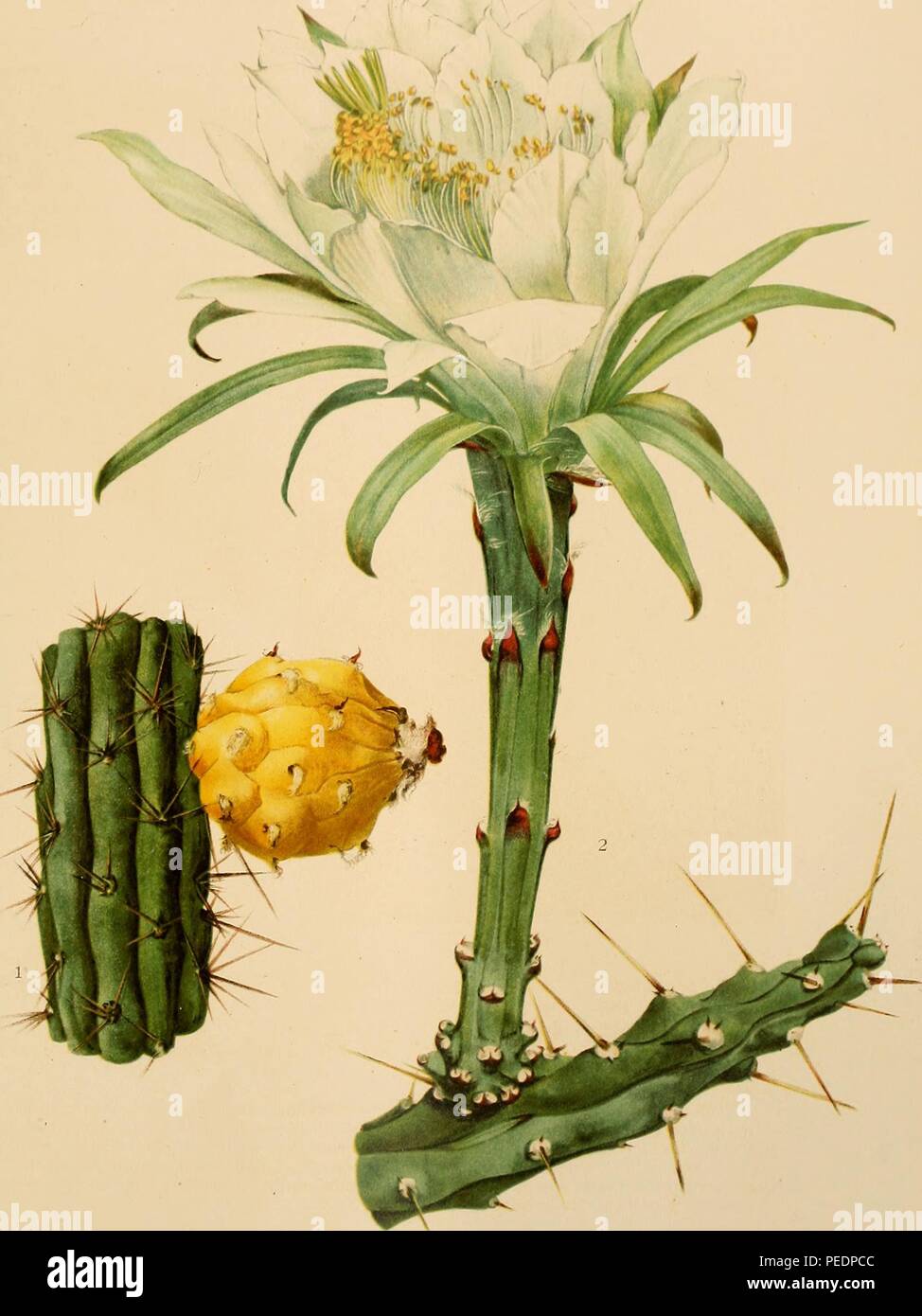 Color print of two types of night-blooming cacti, the applecactus and moonlight cactus (both members of the genus Harrisia) figure one (left) depicts a branch of Harrisia Gracilis with a large yellow fruit, and figure two (right) depicts a branch of Harrisia Martinii surmounted by a large white flower, published in 'The Cactaceae: descriptions and illustrations of plants of the cactus family', 1920. Courtesy Internet Archive. () Stock Photo