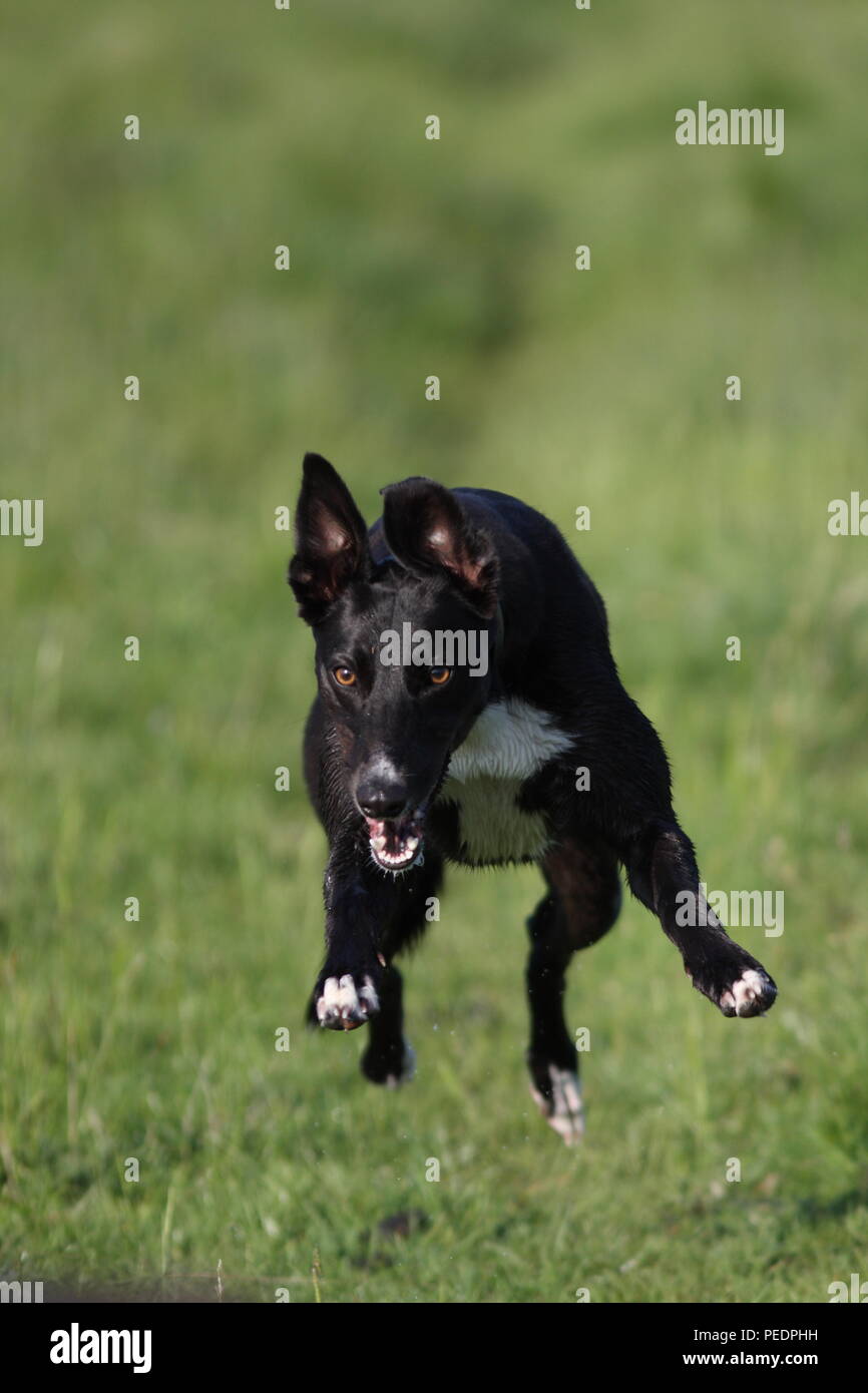 Greyhound Lurcher, running full speed in full flight staight towards you, with an out of focus green background of grass, picked ears. Stock Photo