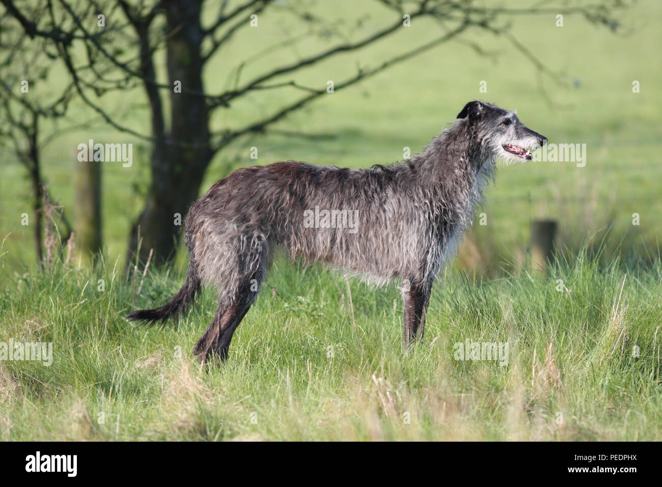Irish wolfhound similar to Deerhound, this large sighthound was breed for hunting large quarry for food, this dog is standing side on to the viewer Stock Photo