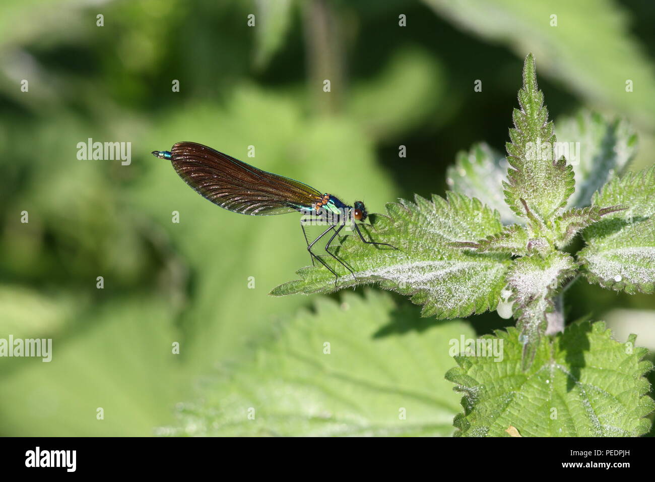 Calopteryx virgo, Beautiful Demoiselle Immature male resting on sting nettle, flying in June. Stock Photo