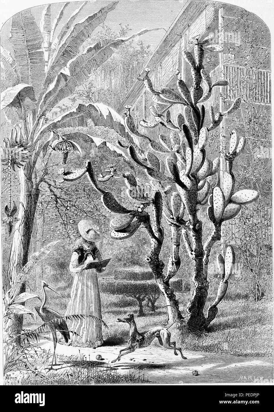 Black and white print depicting a woman reading a book while standing in an overgrown tropical garden, with a dog and heron in the foreground, flowering cactus and banana plants, and a multi-story wooden house in the background, located in St Augustine, Florida, USA, 1872. Courtesy Internet Archive. () Stock Photo