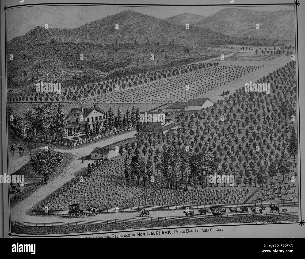 Black and white print depicting the residence of the Honorable LB Clark, a sprawling farm, with neat rows of plantings, a house, several outbuildings, and cattle walking toward a horsedrawn carriage in the foreground, located at Parks Bar in Yuba County, California, USA, 1879. Courtesy Internet Archive. () Stock Photo