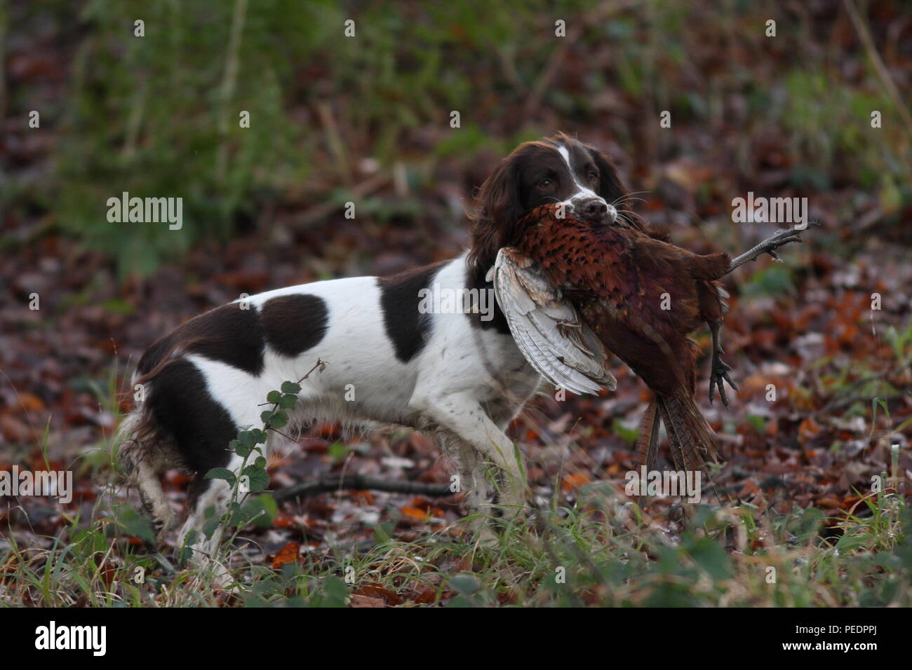 chocolate springer