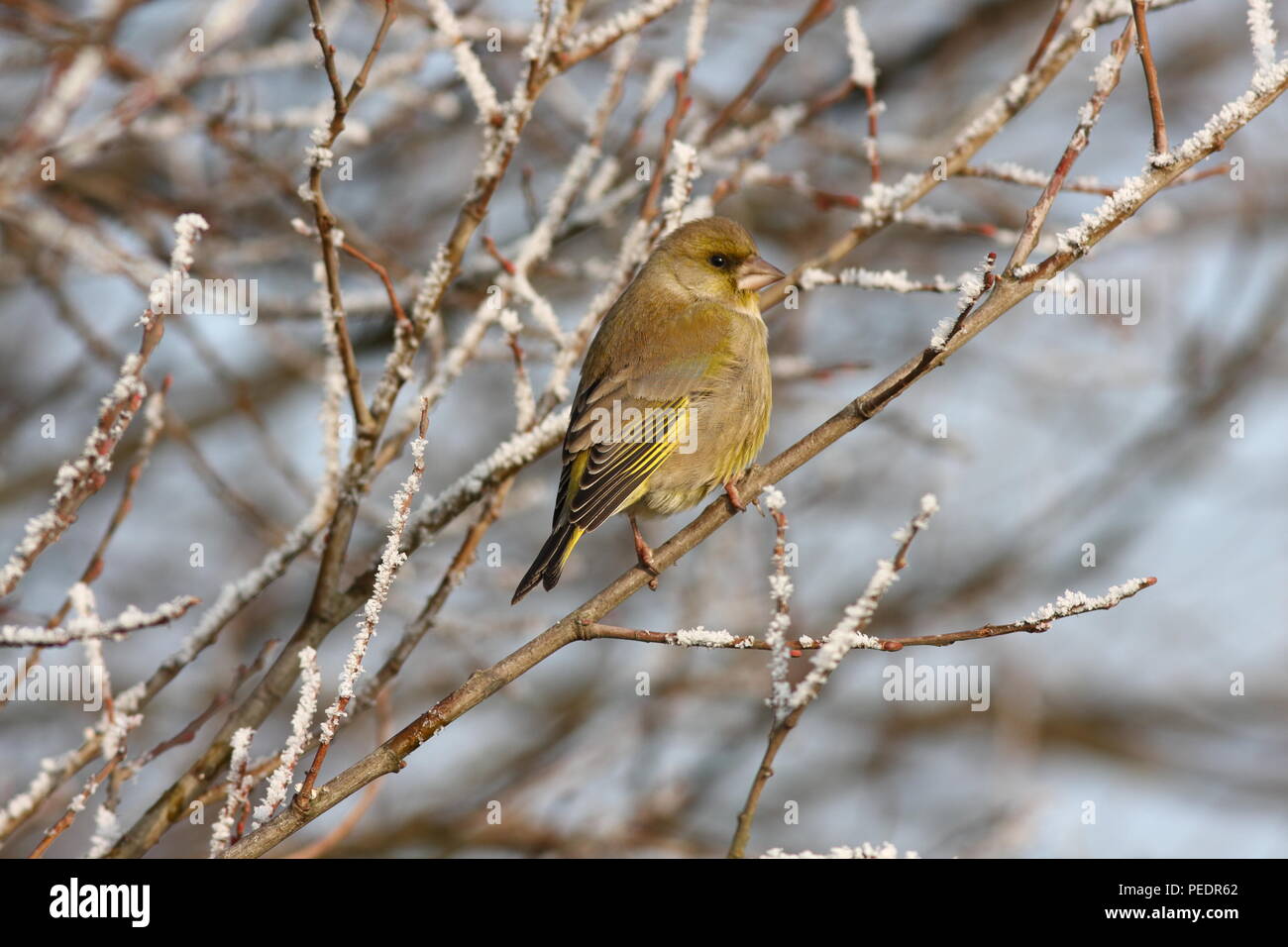 Carduelis chloris, Male Greenfinch, rear view of a bird perched in a bush within frosty branches in winter. This bird is found in Gardens and Farmland Stock Photo