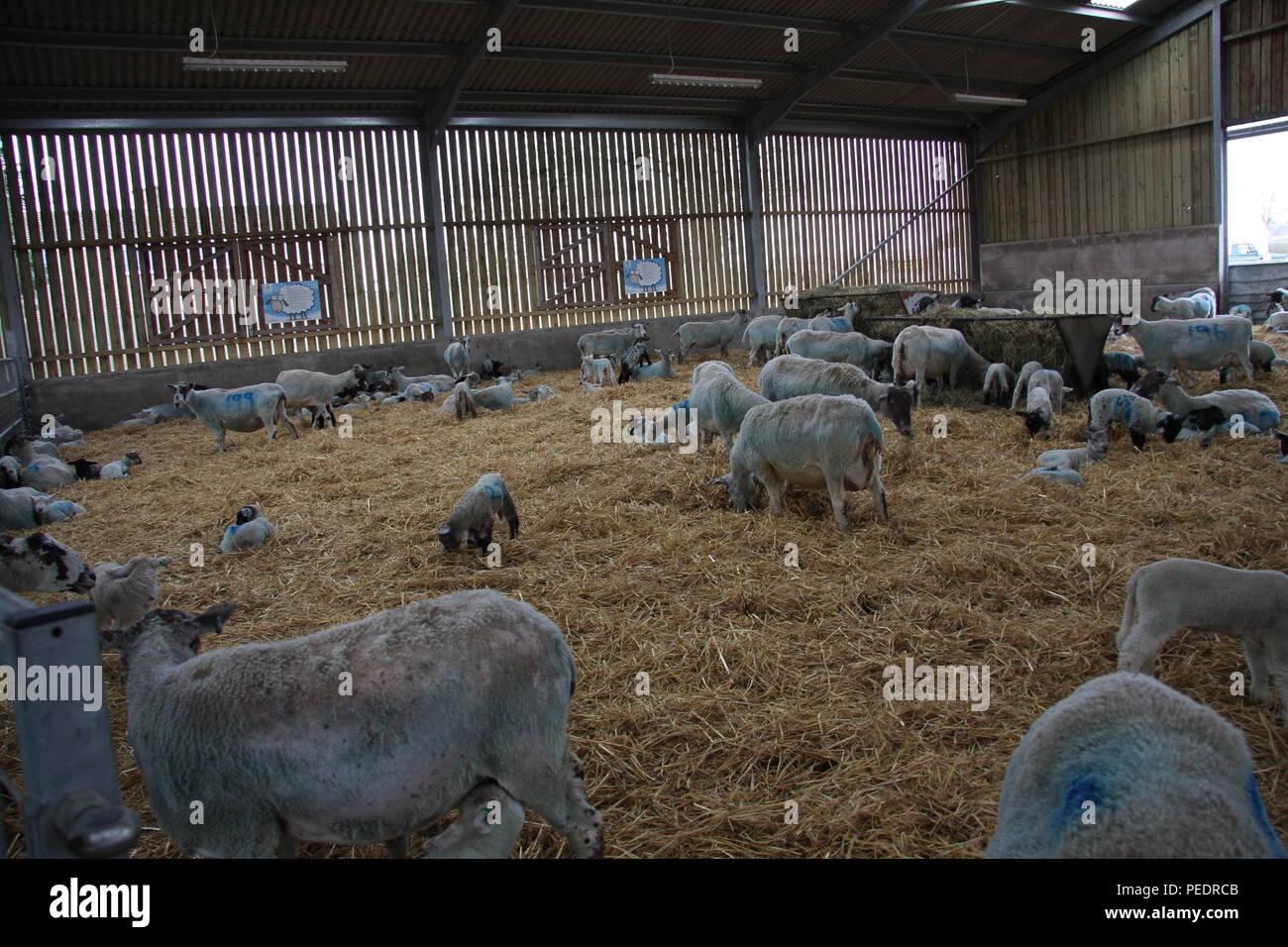 Lambing pen, cross bred Ewes with young lambs, at a Lambing Day in the
