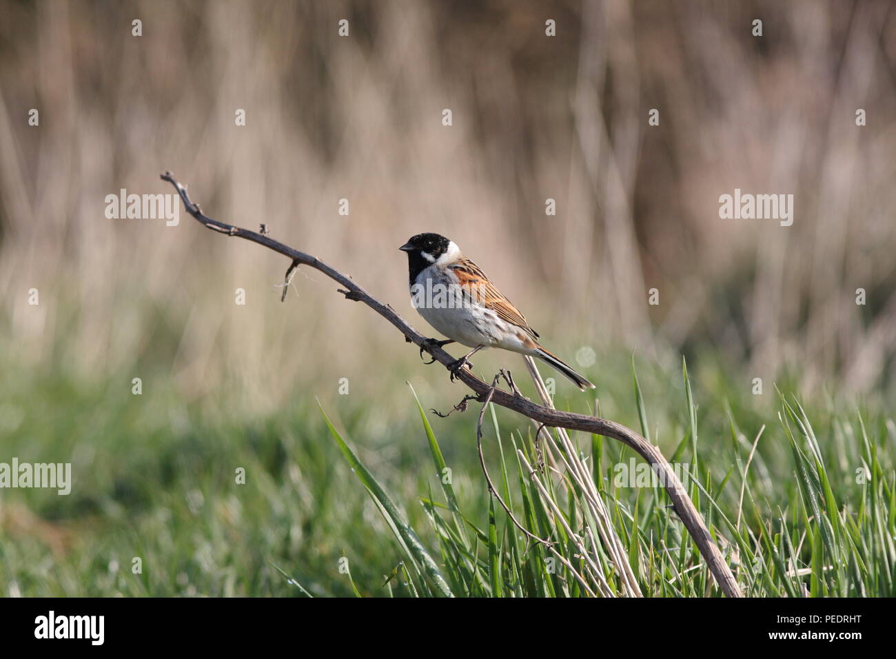 Emberiza schoeniclus, Reed Bunting, standing on a dead stem, in full view showing identifying features. Stock Photo