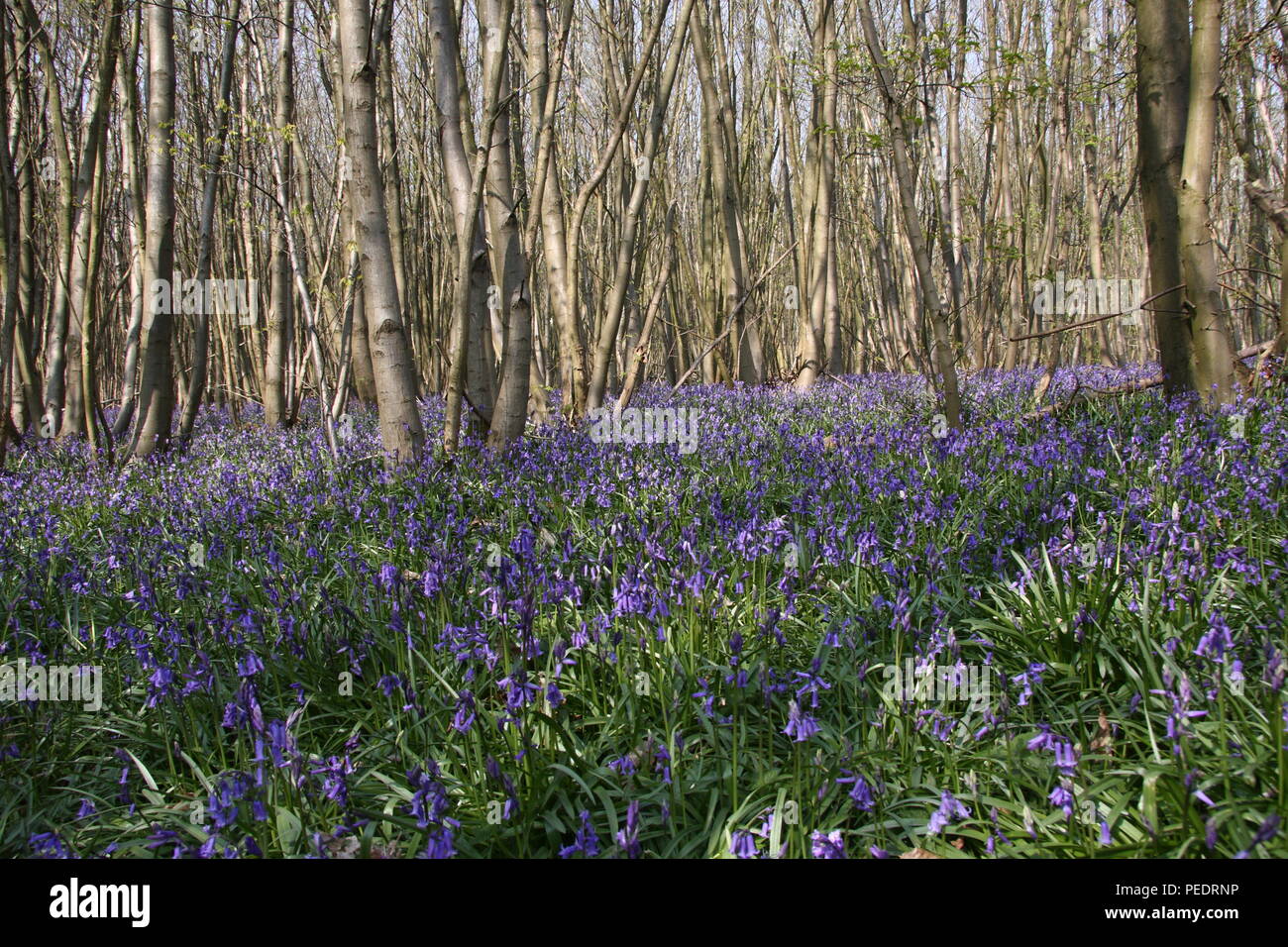 Grassland understory hires stock photography and images Alamy