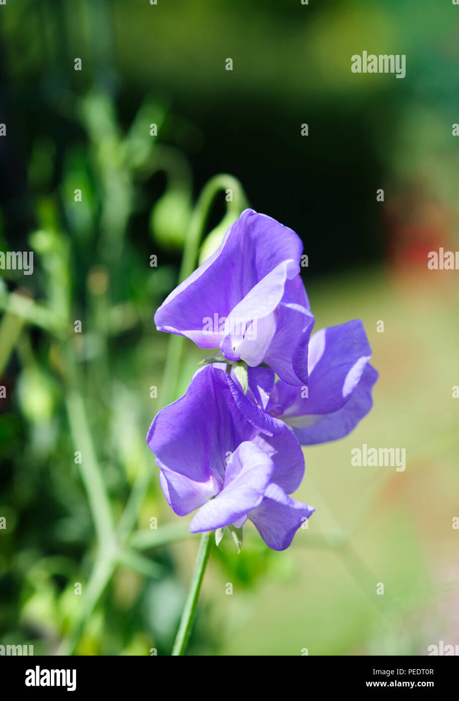 Blue pea flower leaves hires stock photography and images Alamy