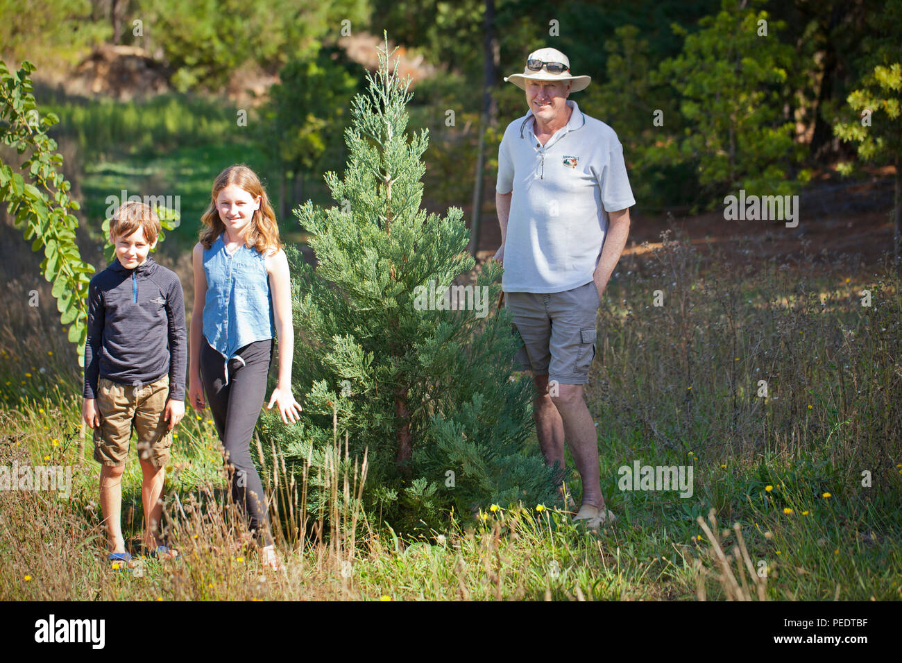 Standing next to a baby Giant Redwood Tree Stock Photo