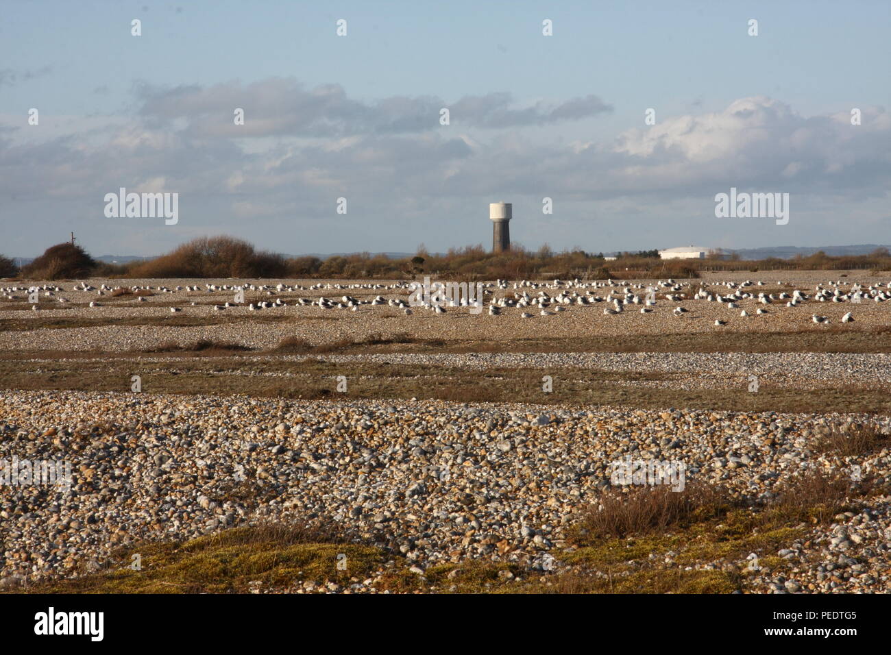 Gull roost at Dungerness Bird Reserve, with light shrubland on a shingle landscape, and the water tower in the background Stock Photo