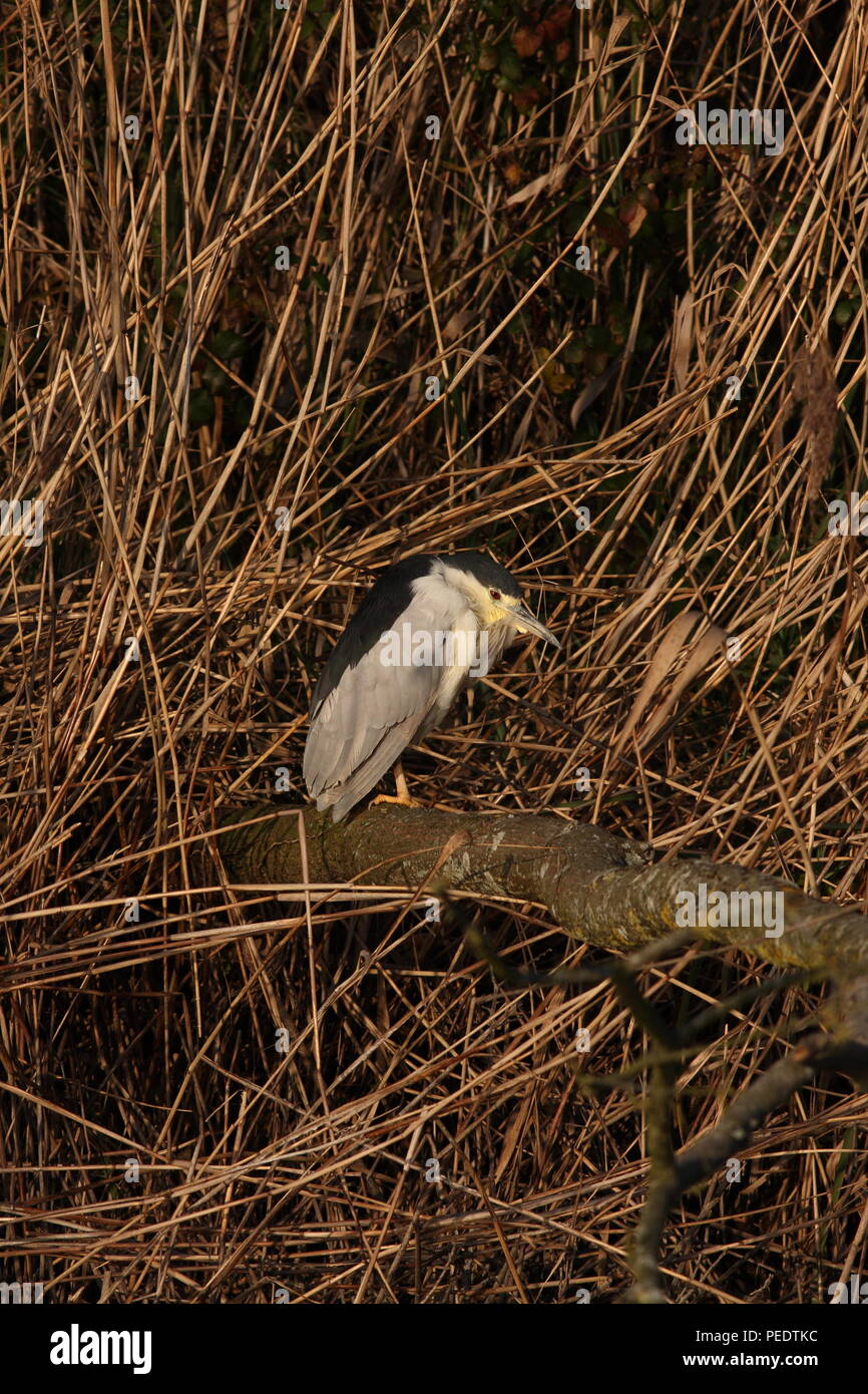 Night heron uk hi-res stock photography and images - Alamy