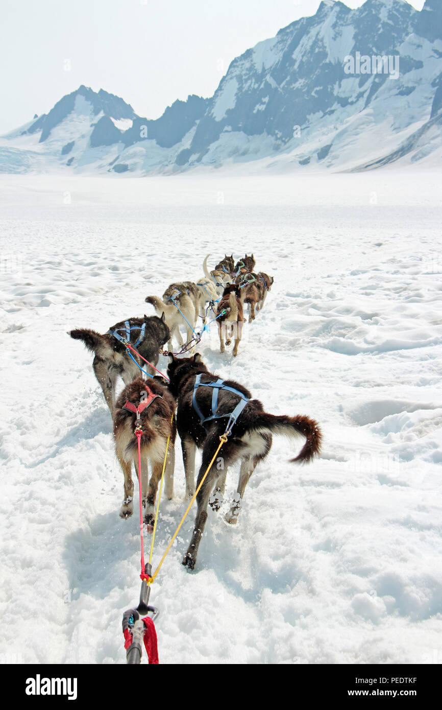 Sled dogs mush over a glacier in Alaska Stock Photo