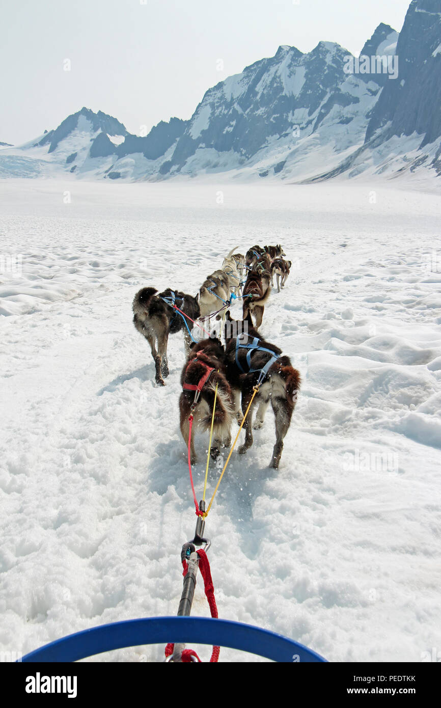 Sled dogs mush over a glacier in Alaska Stock Photo
