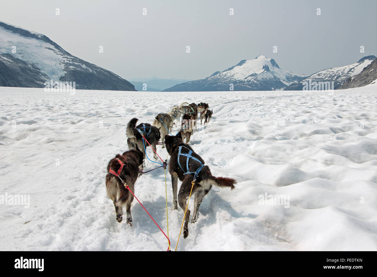 Sled dogs mush over a glacier in Alaska Stock Photo