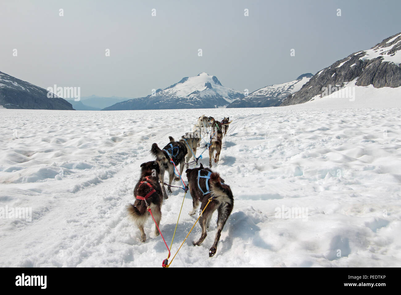 Alaska sled dogs hi-res stock photography and images - Alamy