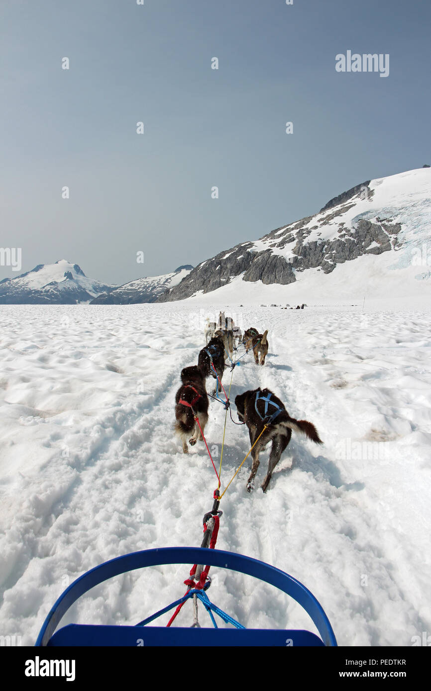 Sled dogs pull a sled over a scenic glacier in Alaska Stock Photo