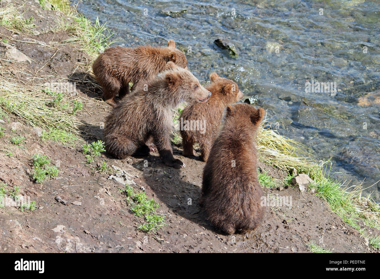 Four bear cubs at Brooks Falls in Katmai National Park, Alaskasiblings Stock Photo