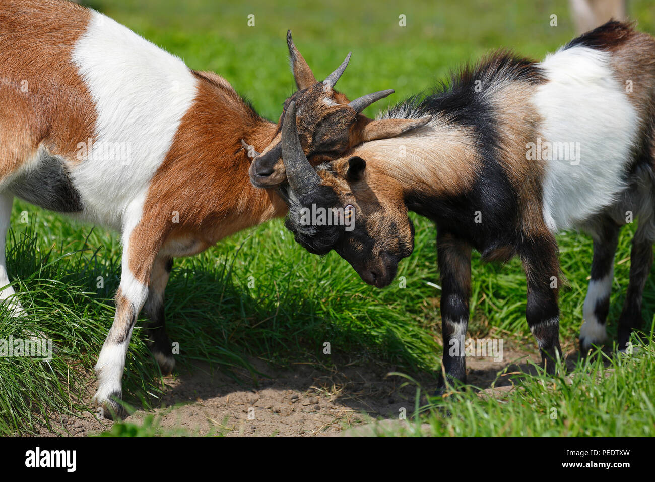 Pygmy Goats Stock Photo