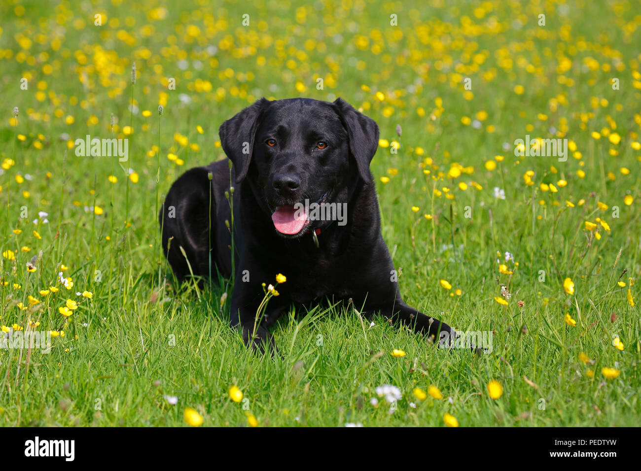 Labrador Retriever, Schleswig-Holstein, Deutschland Stock Photo
