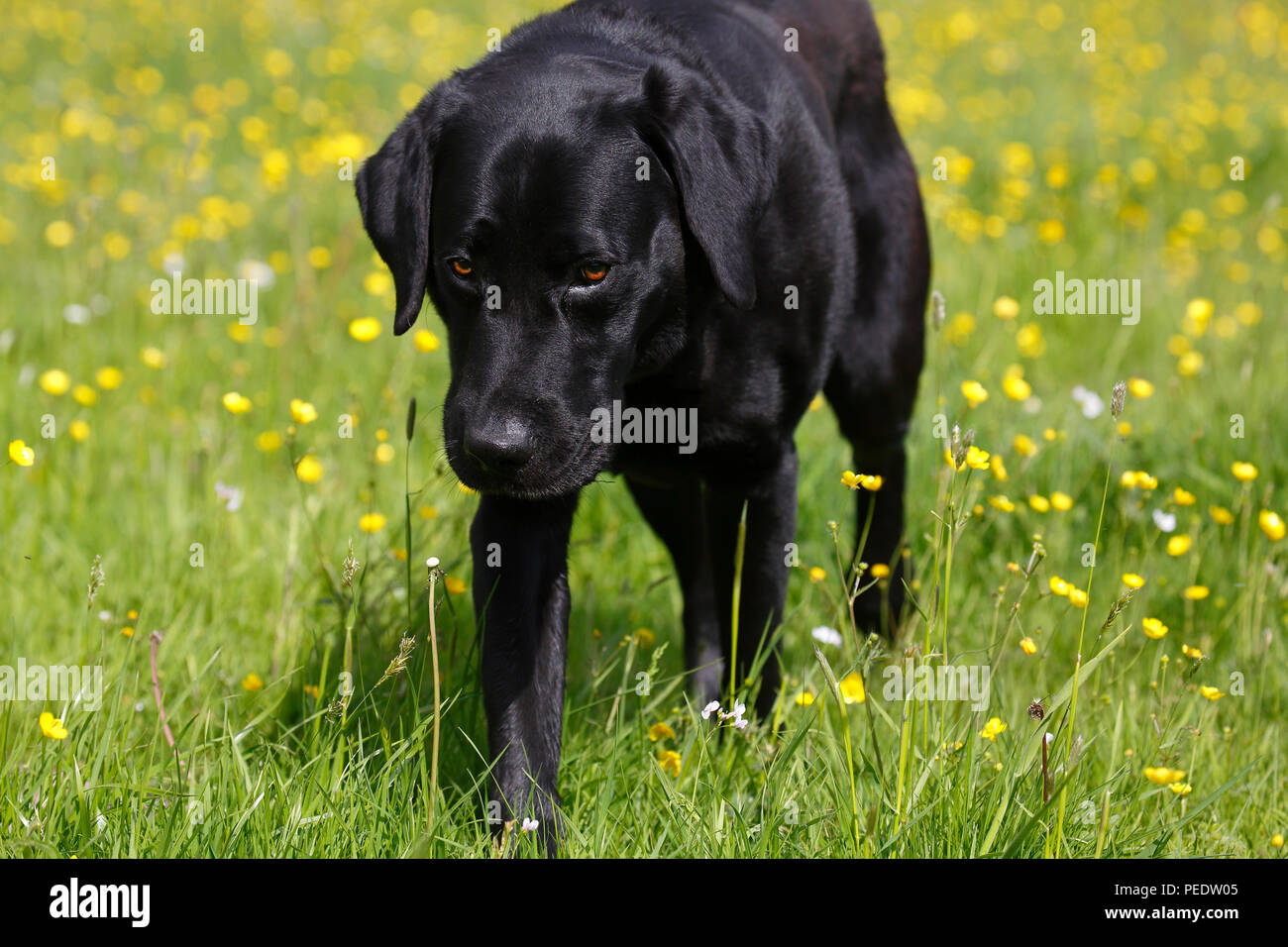 Labrador Retriever, Schleswig-Holstein, Deutschland Stock Photo