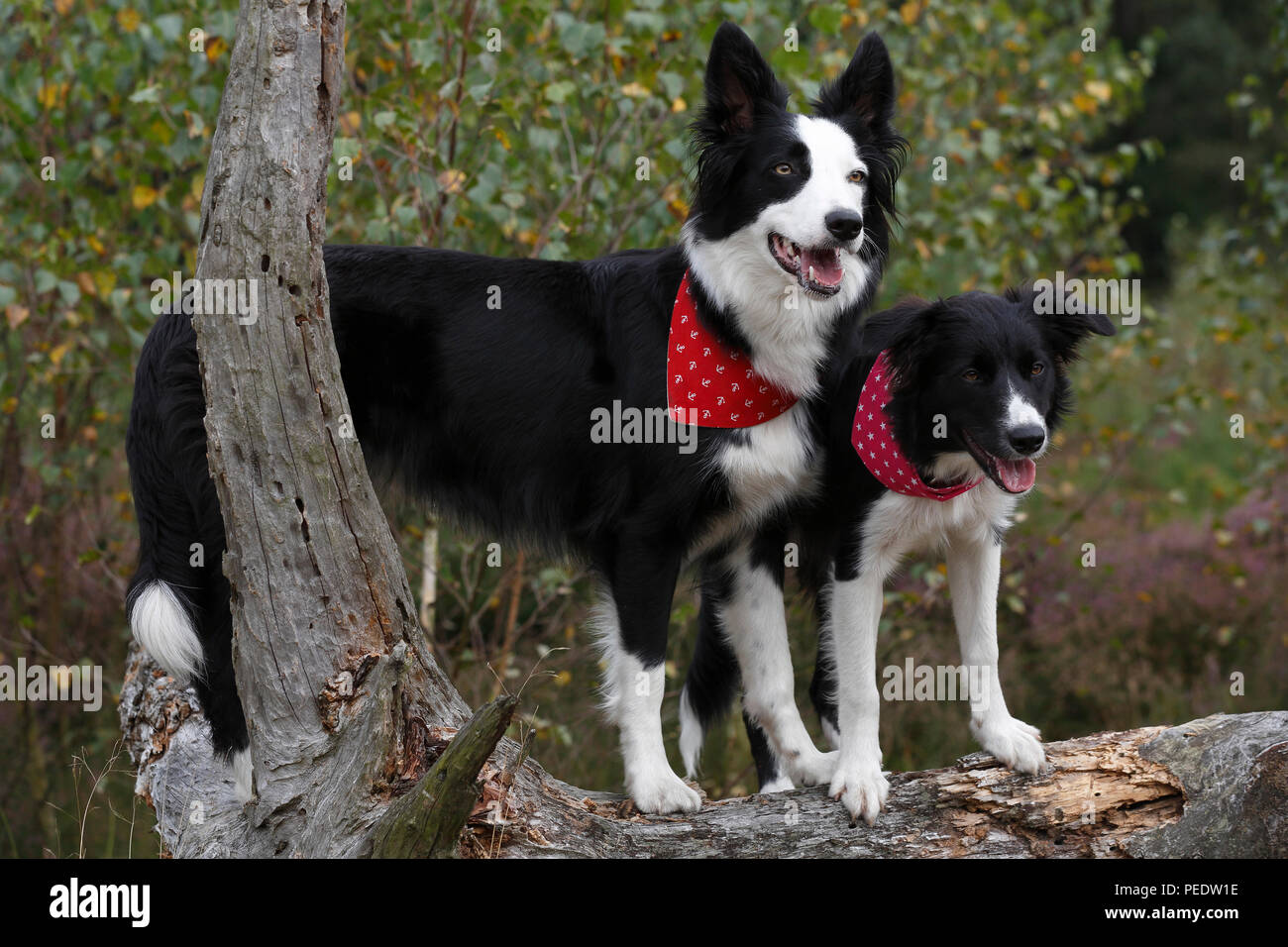 Border Collies, Schleswig-Holstein, Deutschland Stock Photo