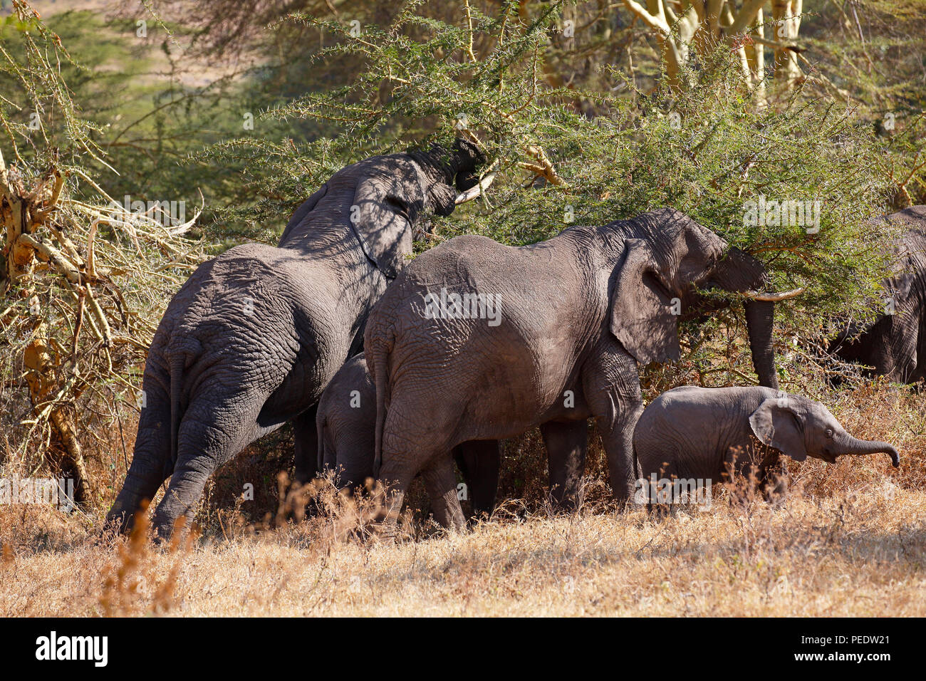 Afrikanische Elefanten Loxodonta africana mit Jungtier, Ngorongoro Krater, Serengeti-Nationalpark, UNESCO-Weltnaturerbe, Tansania, Afrika Stock Photo