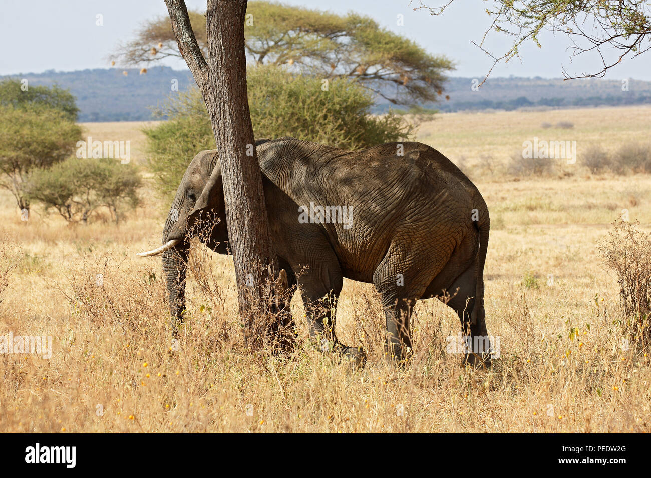Afrikanischer Elefant Loxodonta africana scheuert sich, Tarangire-Nationalpark, Tansania, Afrika Stock Photo