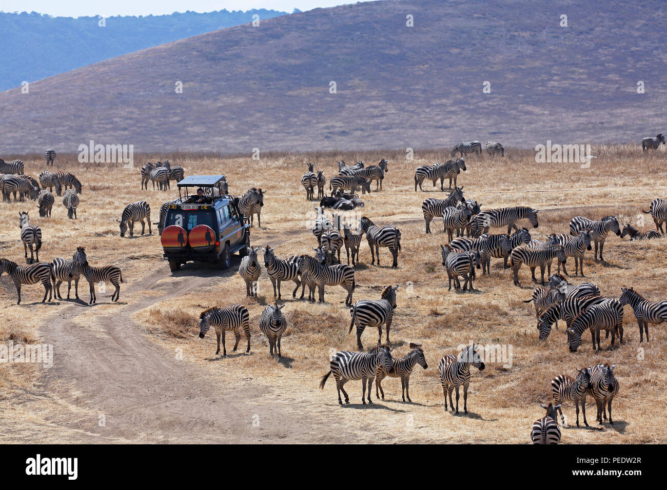 Touristin auf Safari beobachtet Steppenzebras, Ngorongoro-Krater, Serengeti Nationalpark, Weltnaturerbe der UNESCO, Tansania, Ostafrika, Afrika Stock Photo