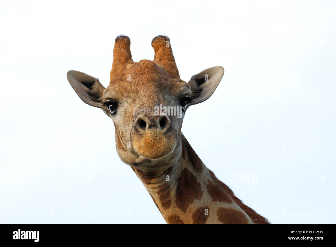 Giraffe Giraffa giraffa giraffa,  Suedafrika, Afrika Stock Photo