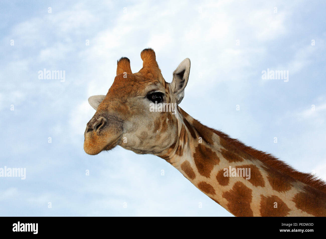 Giraffe Giraffa giraffa giraffa,  Suedafrika, Afrika Stock Photo