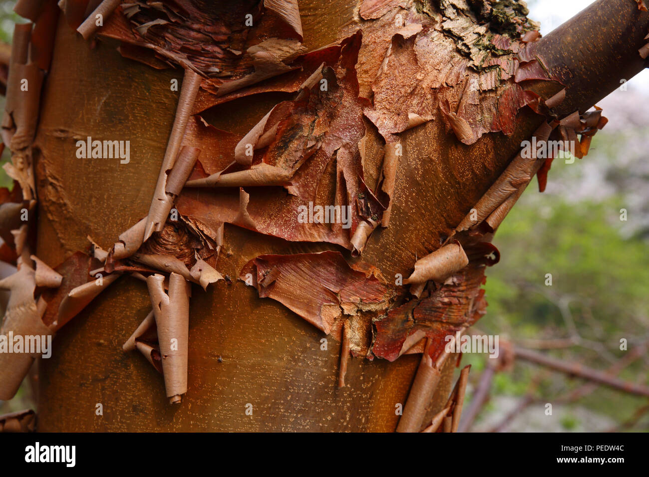 Zimt-Ahorn, Acer griseum, Heimat Zentral-China Stock Photo