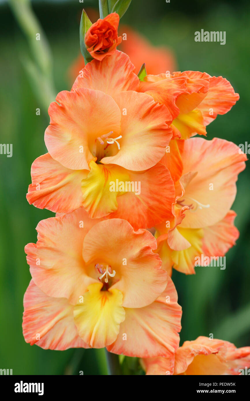 GartenGladiole Gladiolus x hortulanus Stock Photo Alamy