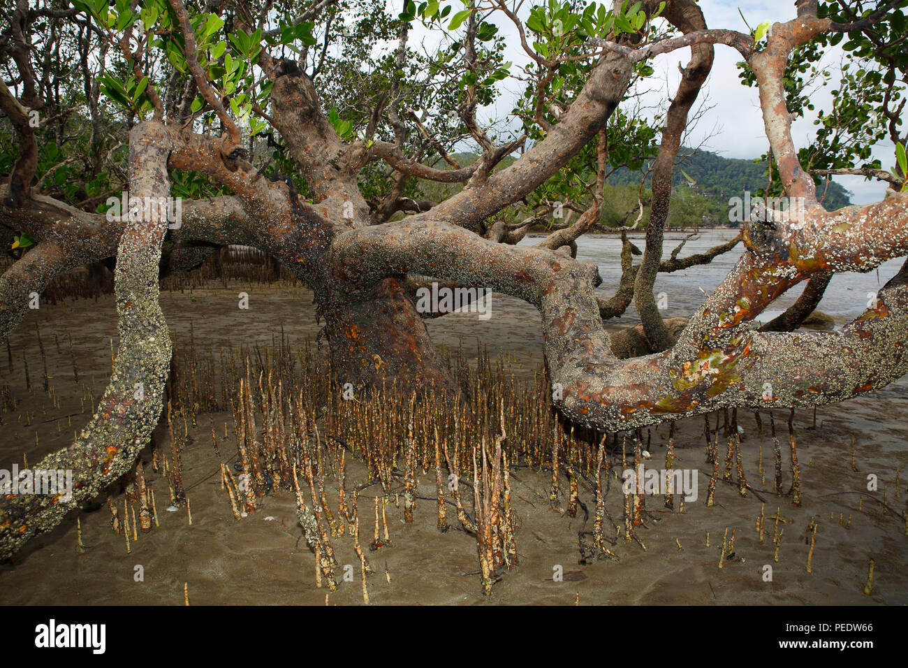 Mangrovenwald, Suedchinesisches Meer, Sarawak, Borneo, Malaysia, Asien Stock Photo