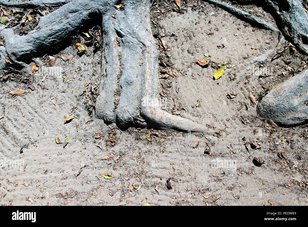 A close up view of an old tree and its roots as a pattern or abstract background Stock Photo