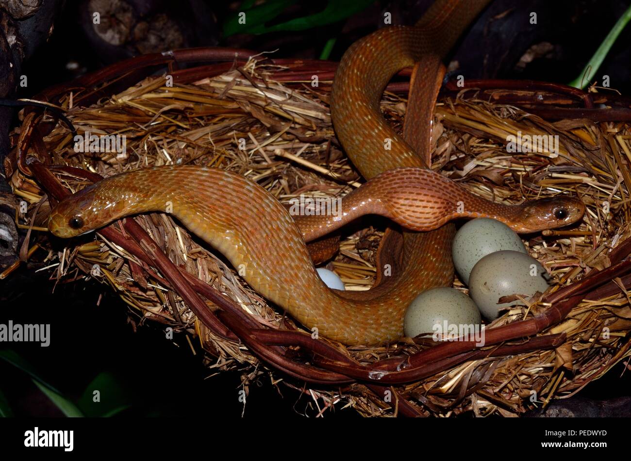 african egg-eating snake, Afrikanische Eierschlange, Dasypeltis Stock