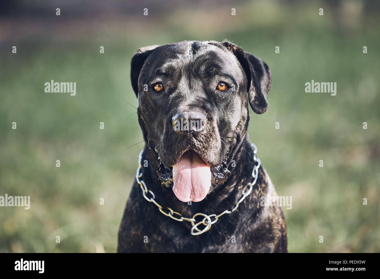 Portrait of guard dog (cane corso) during summer day. Stock Photo