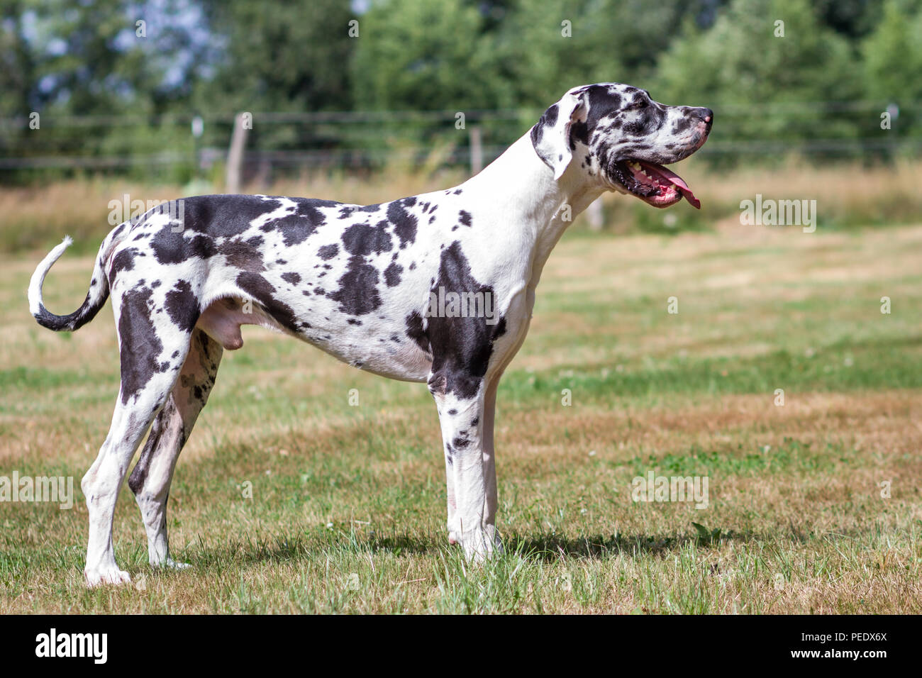 Harlequin Great Dane - Harlekin Deutsche Dogge Stock Photo