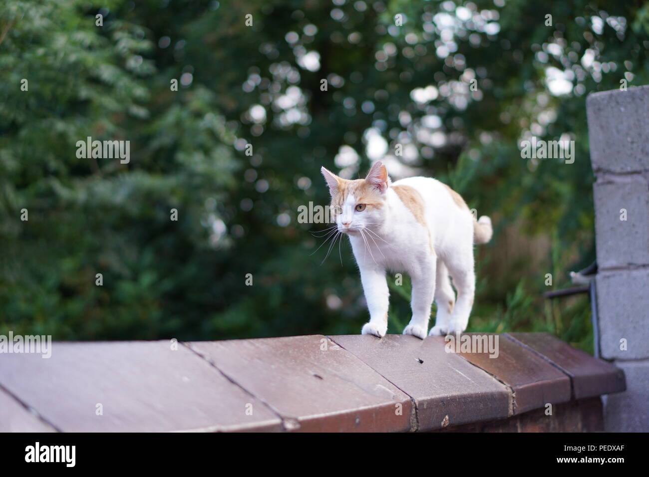 Cat walk model walking hires stock photography and images Alamy