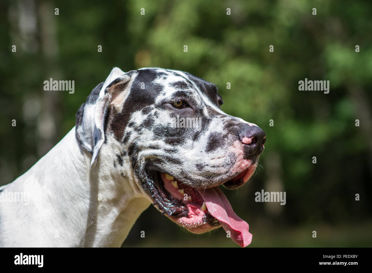 Harlequin Great Dane - Harlekin Deutsche Dogge Stock Photo